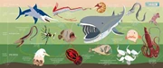 Deep Sea Creatures (50x120)